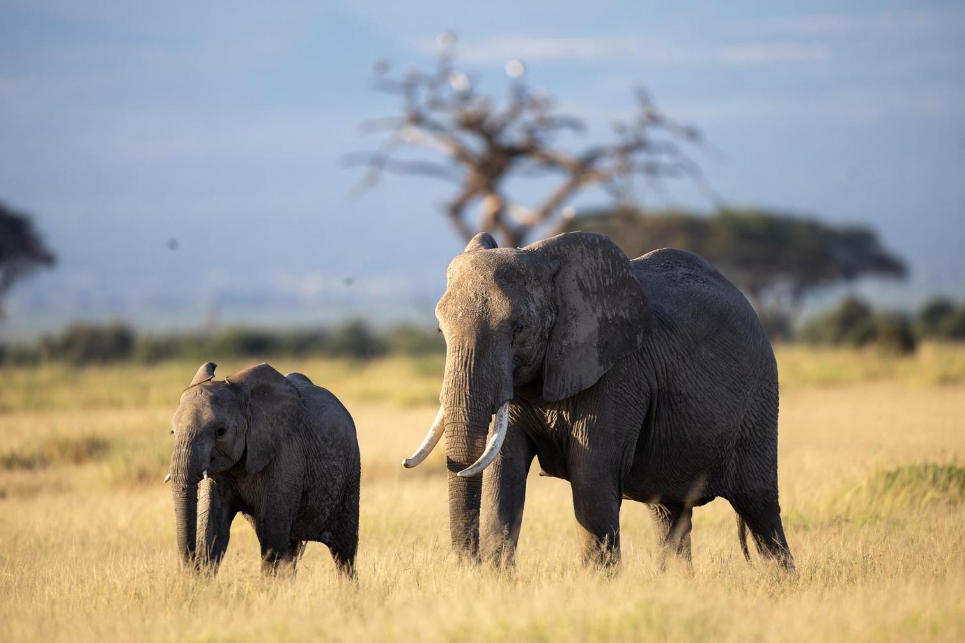 Kilimanjaro View Cabin-Amboseli Oloitokitok Phòng bức ảnh