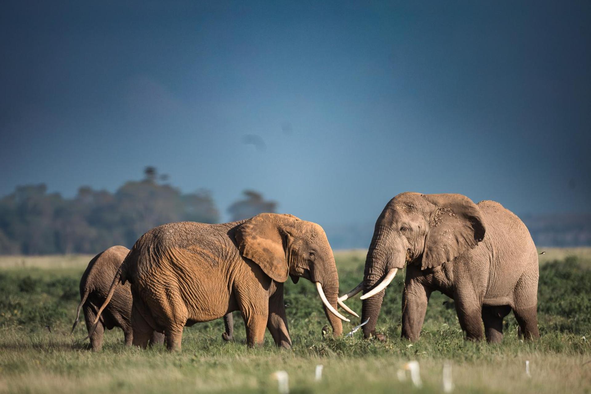 Kilimanjaro View Cabin-Amboseli Oloitokitok Phòng bức ảnh