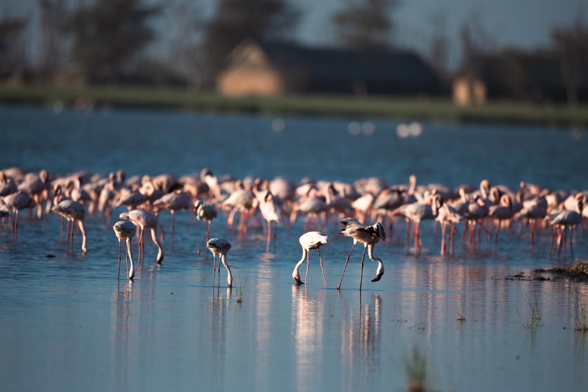 Kilimanjaro View Cabin-Amboseli Oloitokitok Phòng bức ảnh