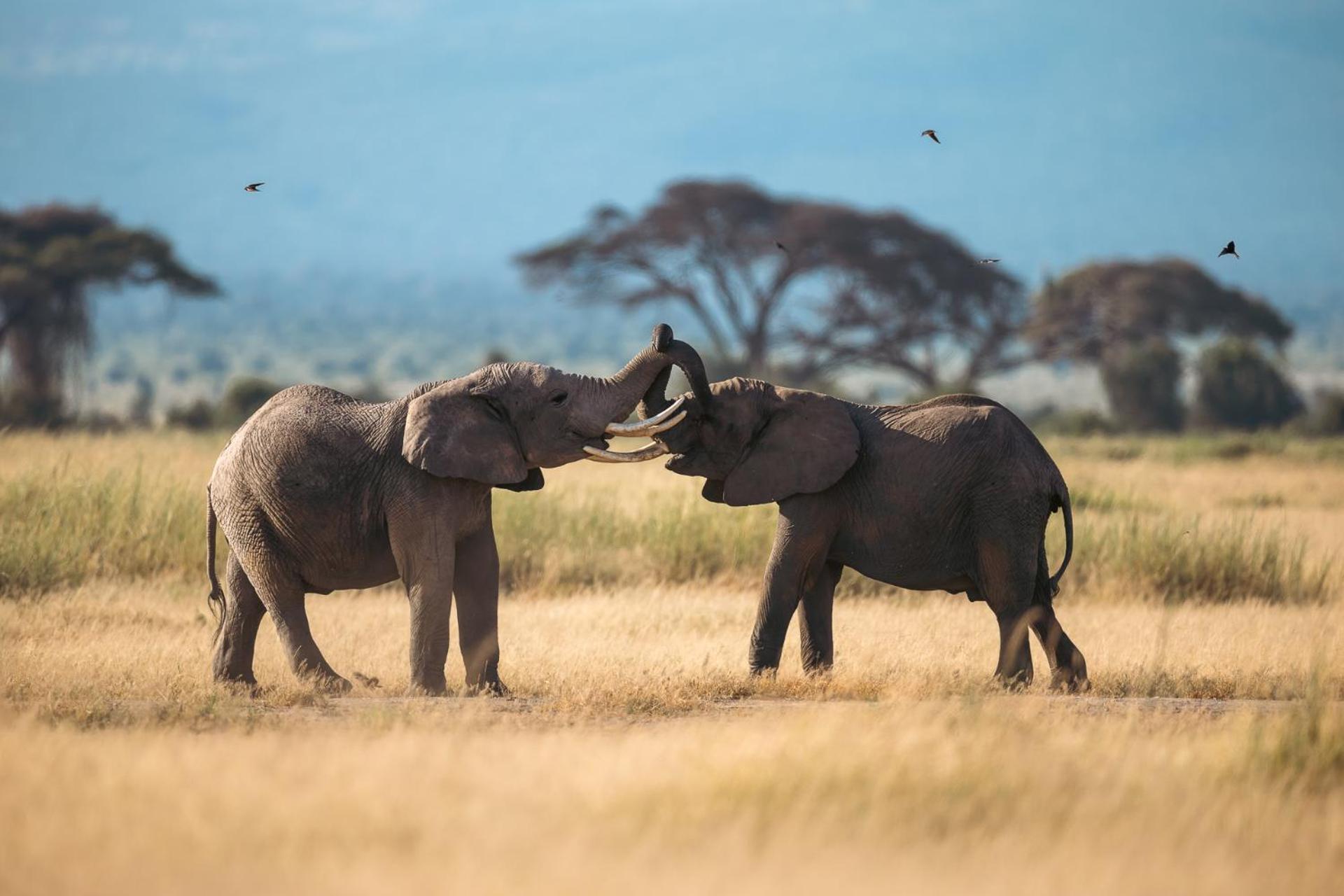 Kilimanjaro View Cabin-Amboseli Oloitokitok Phòng bức ảnh