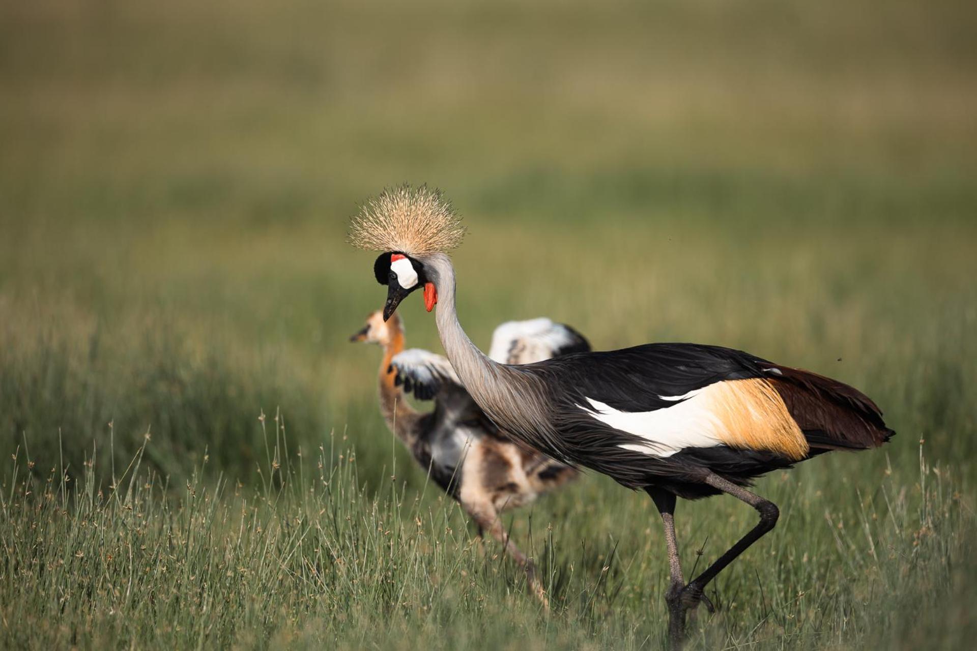 Kilimanjaro View Cabin-Amboseli Oloitokitok Phòng bức ảnh