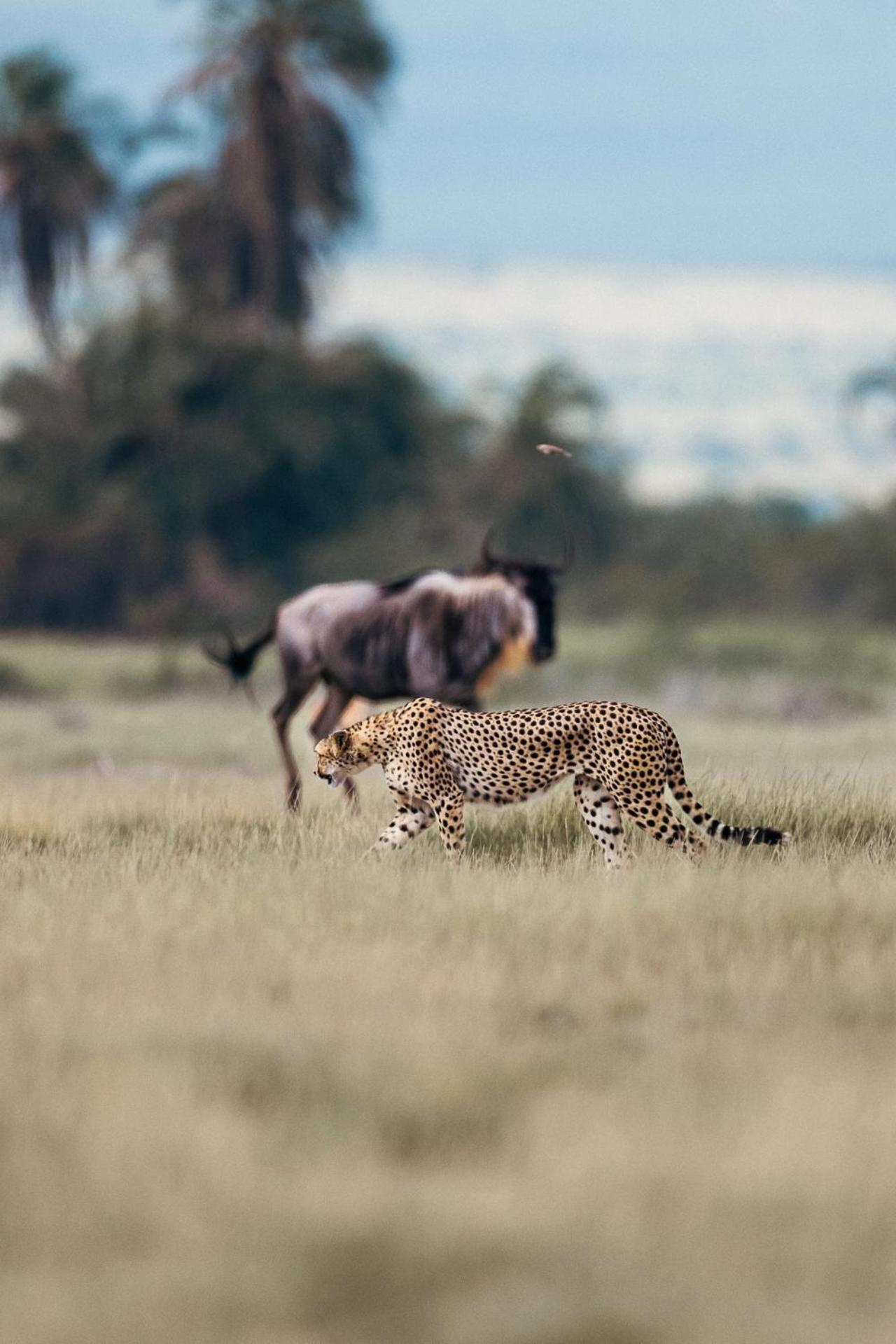Kilimanjaro View Cabin-Amboseli Oloitokitok Phòng bức ảnh