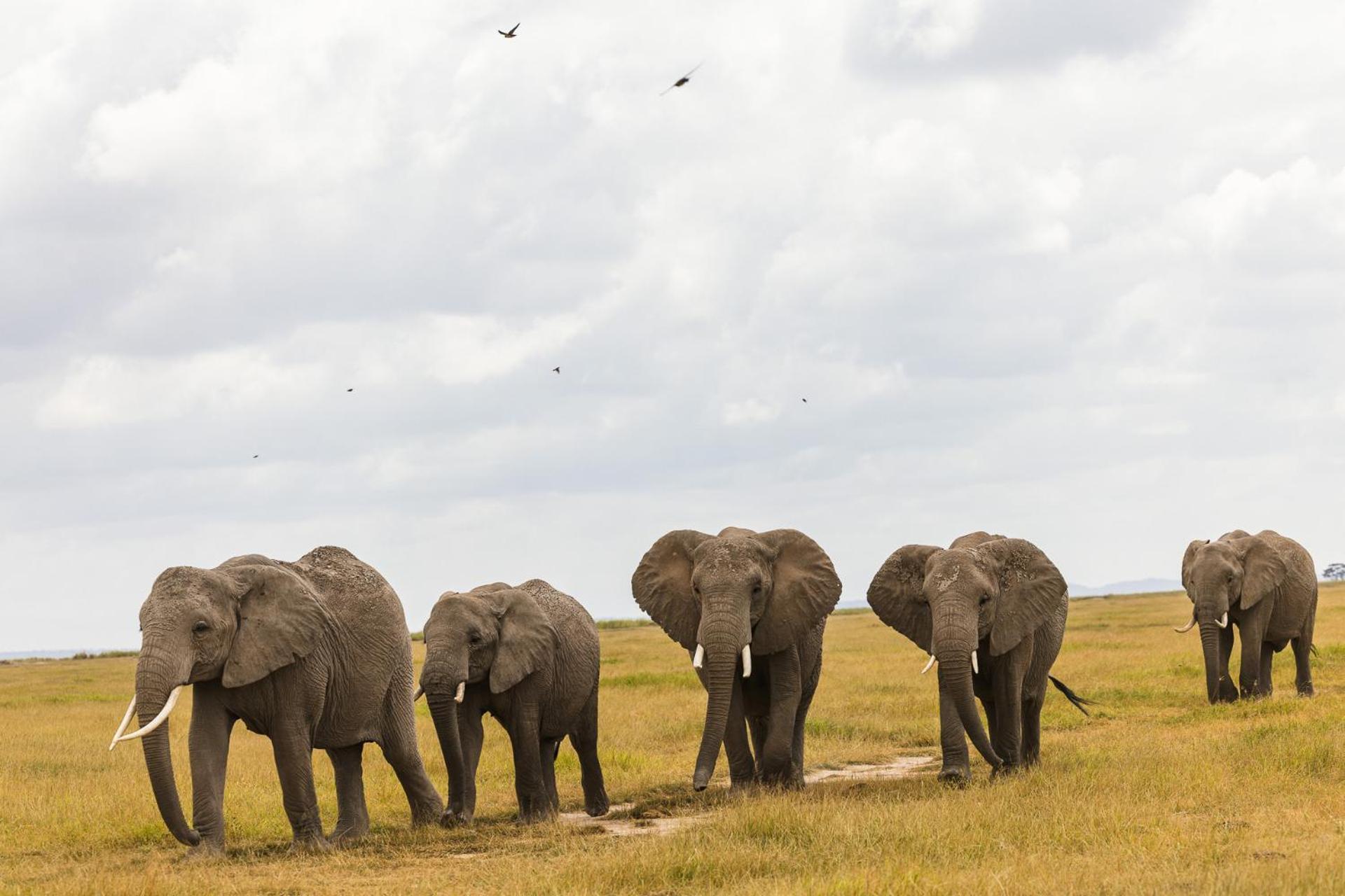 Kilimanjaro View Cabin-Amboseli Oloitokitok Phòng bức ảnh