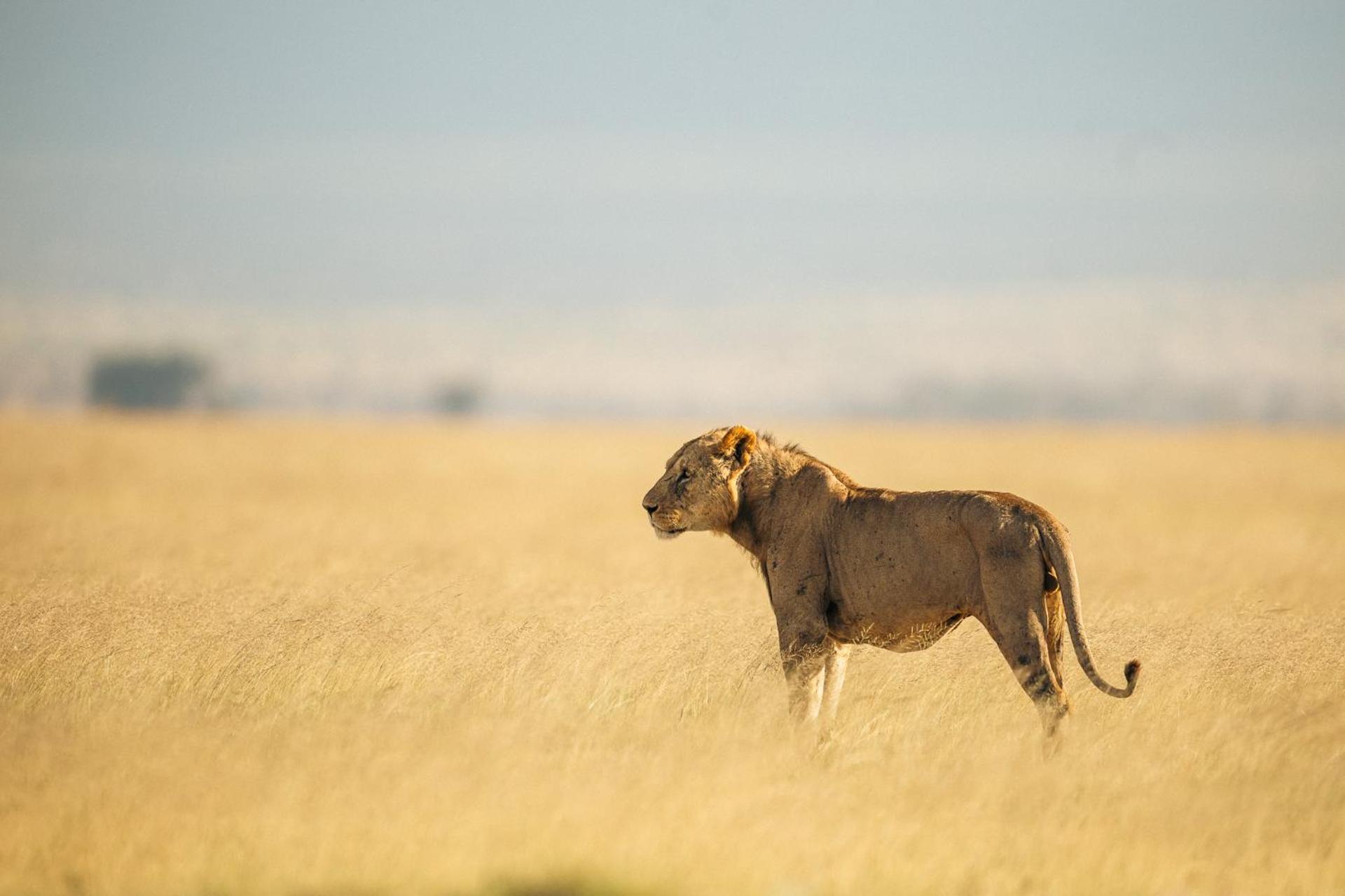 Kilimanjaro View Cabin-Amboseli Oloitokitok Phòng bức ảnh