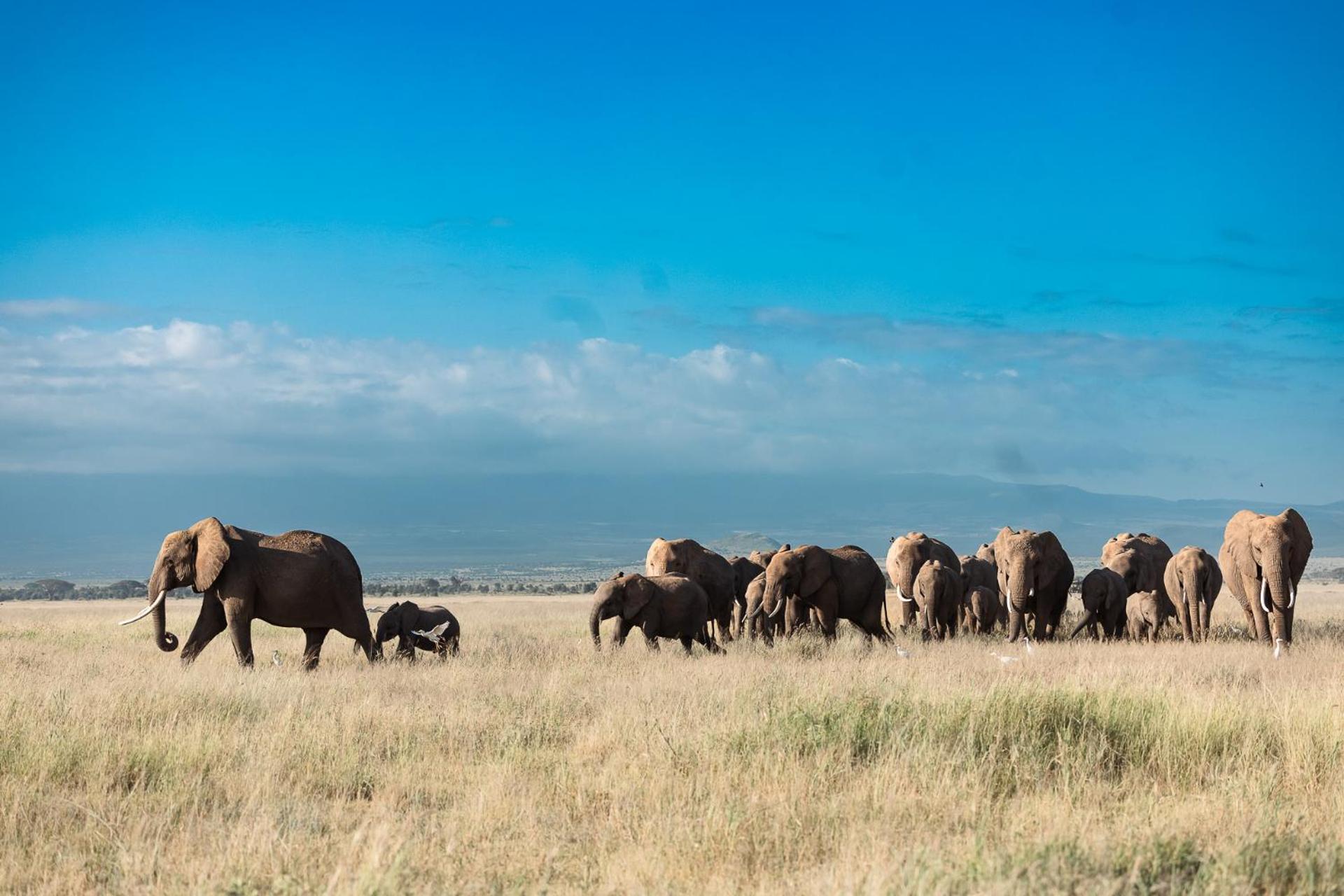 Kilimanjaro View Cabin-Amboseli Oloitokitok Phòng bức ảnh